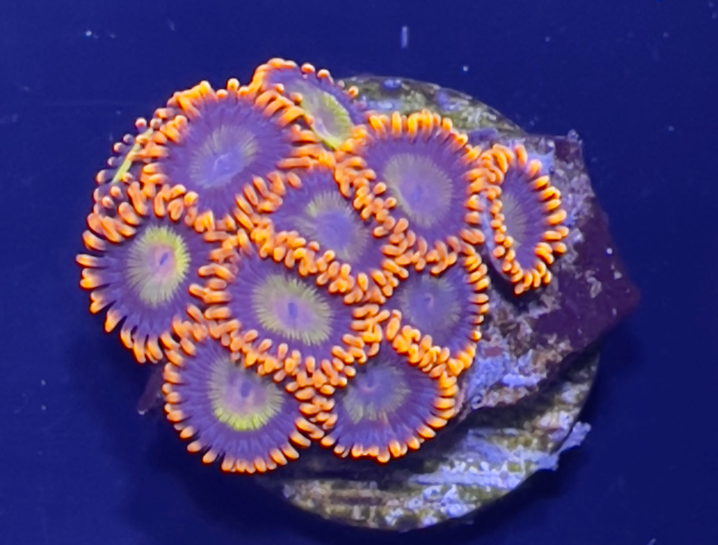 Mandarin zoas