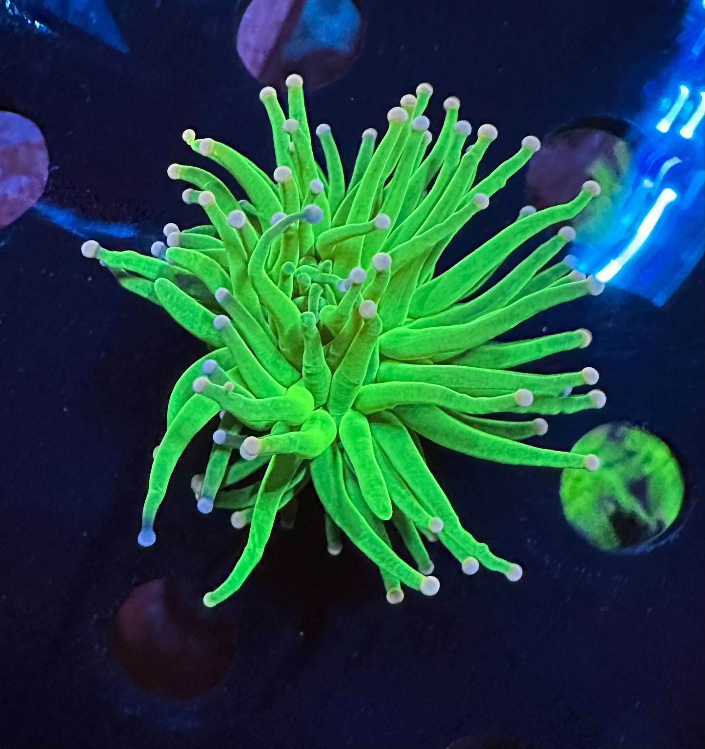 Pink Tip Torch