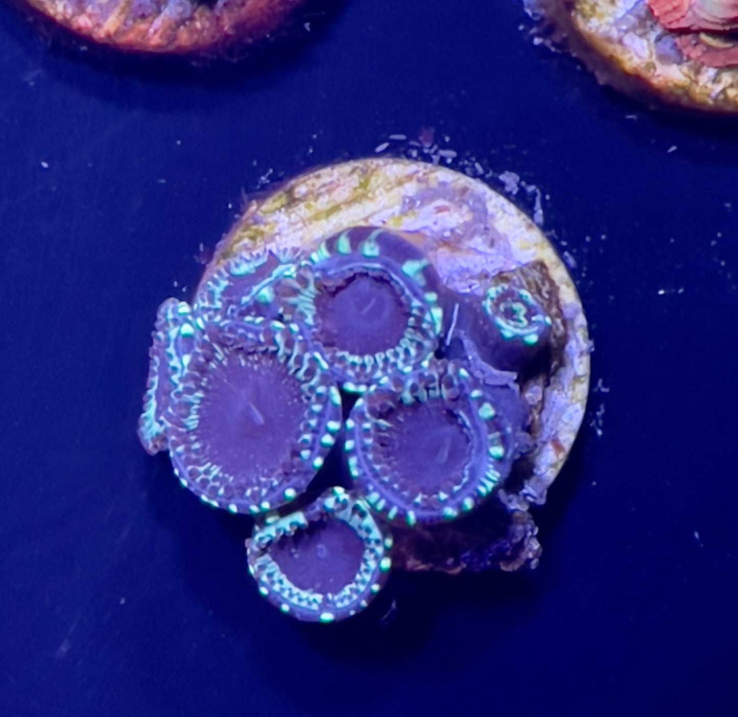 White zombie zoa 8+polyps