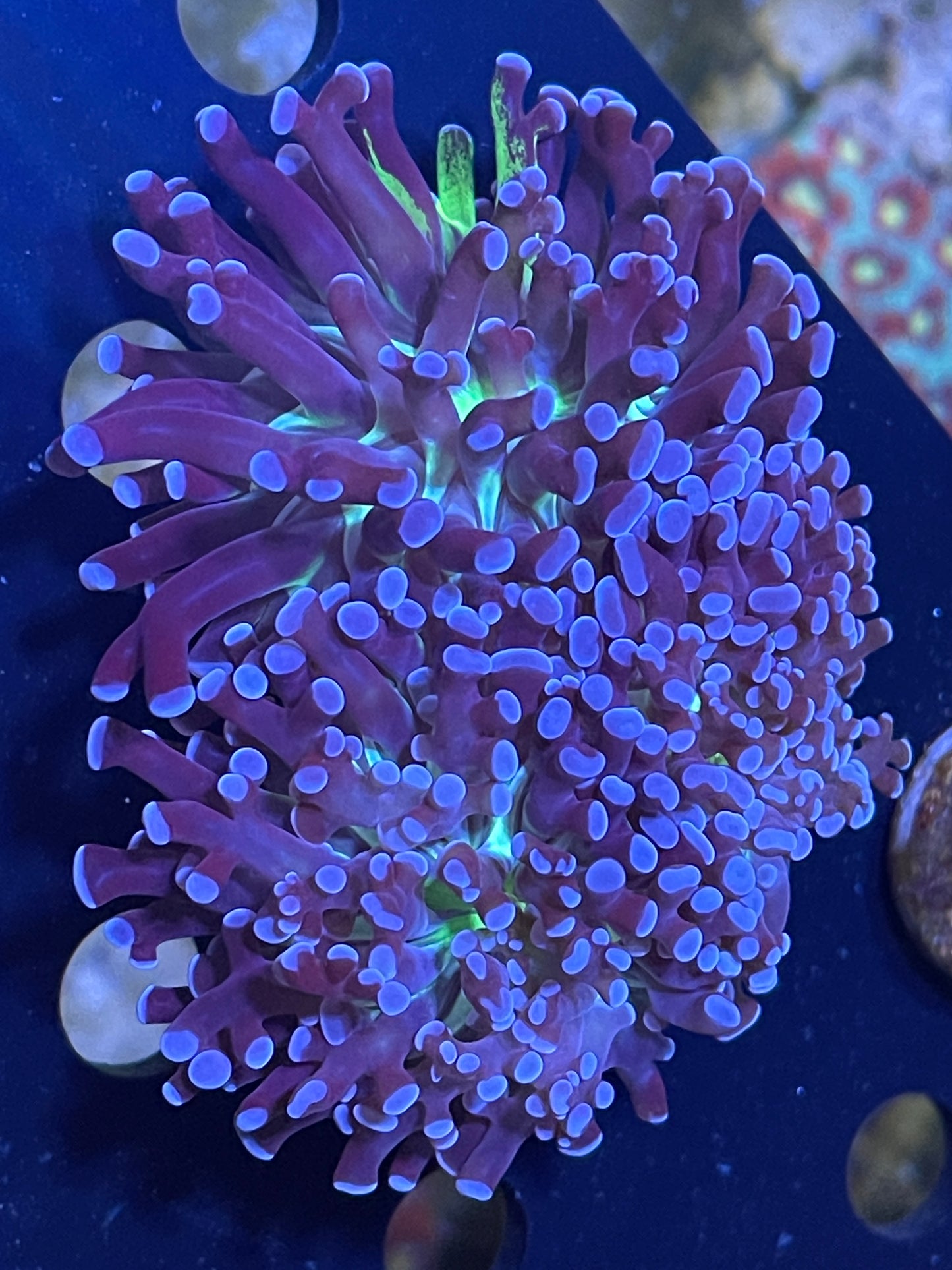 Unique frogspawn 3 heads