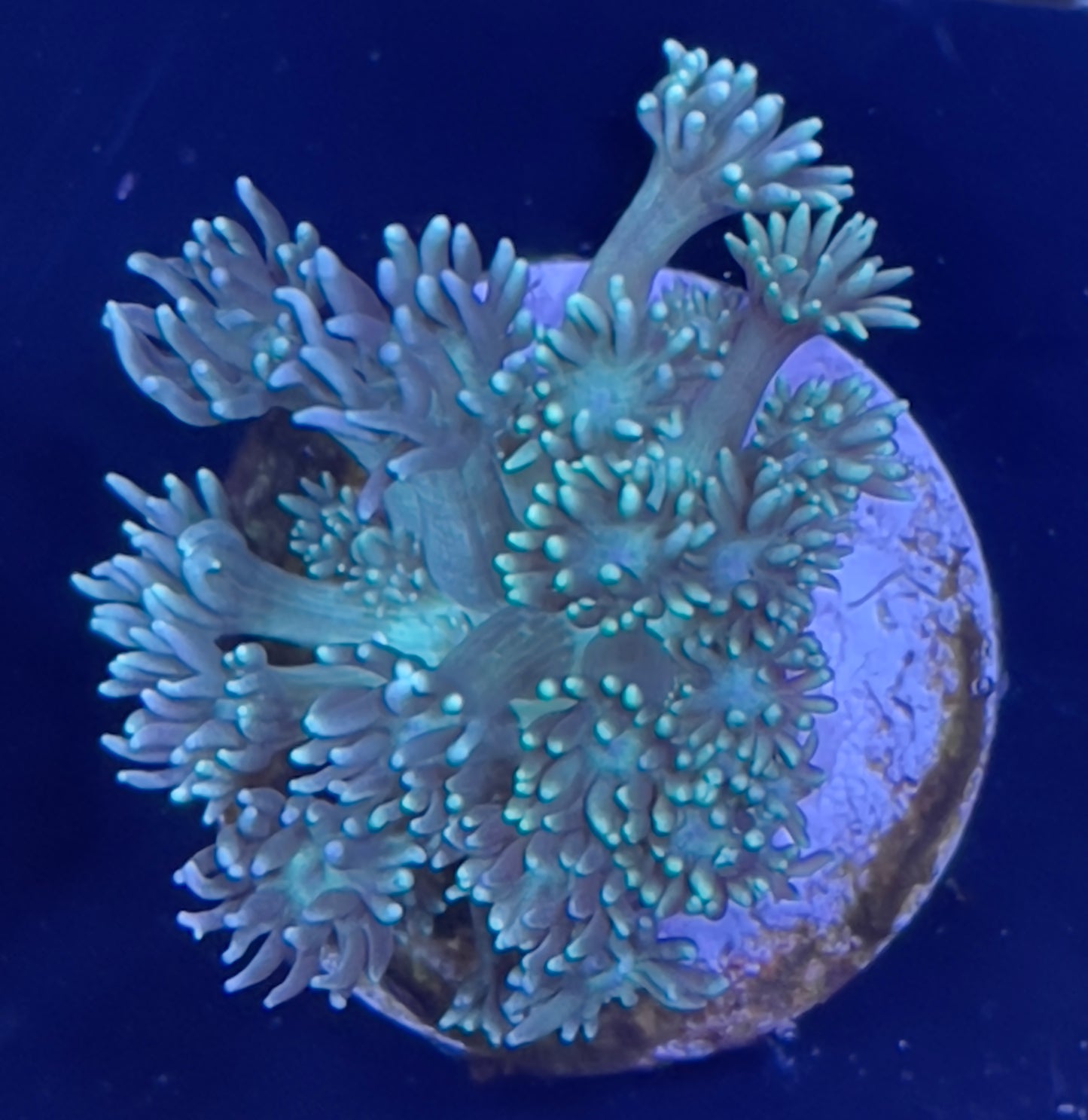 Gonipora