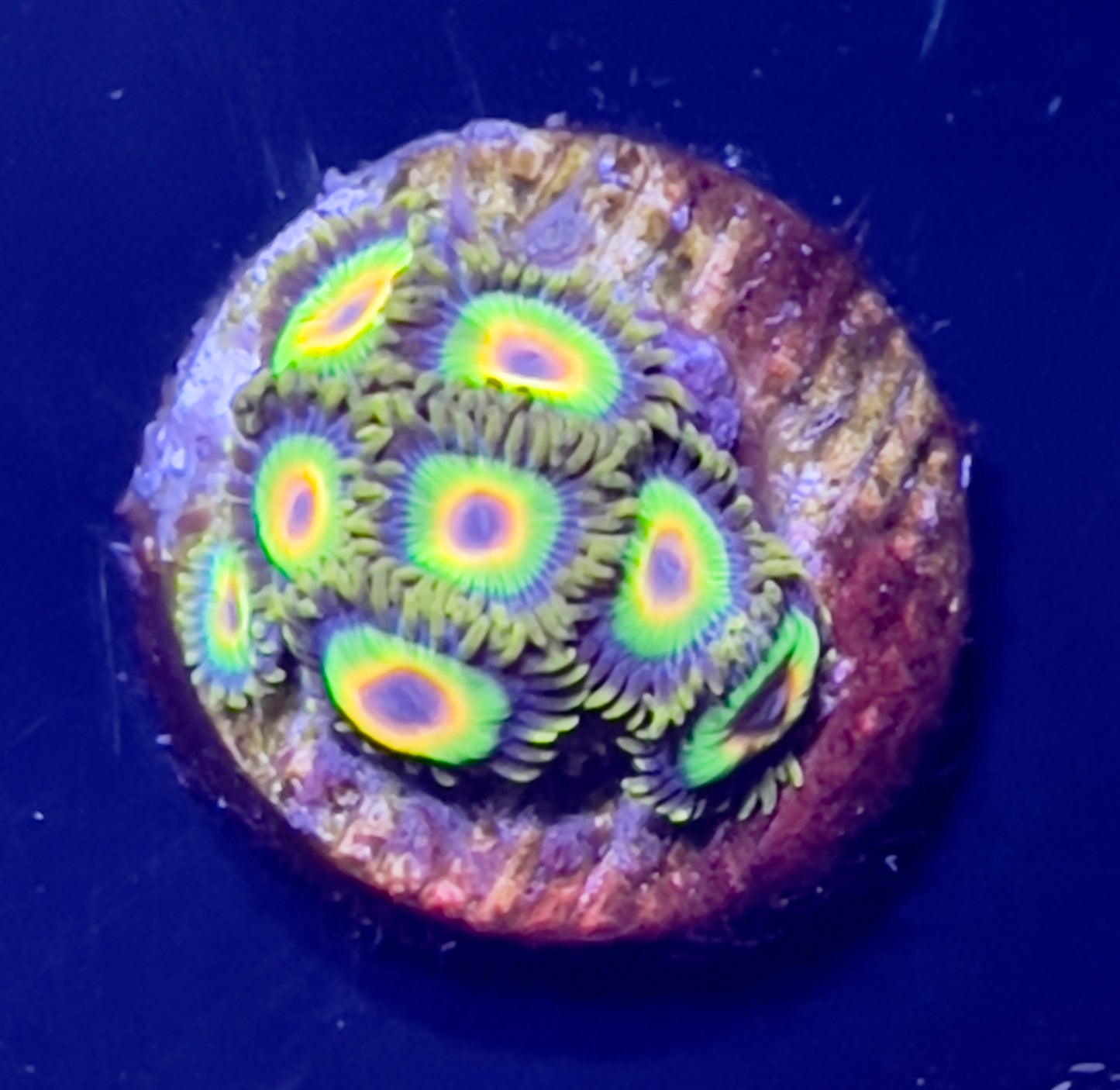 Rasta zoas